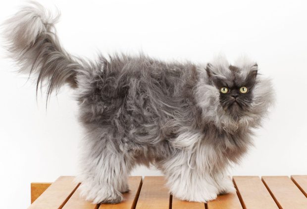 Foto: Amazing Animals Fluffytorium Foto: Amazing Animals Fluffytorium