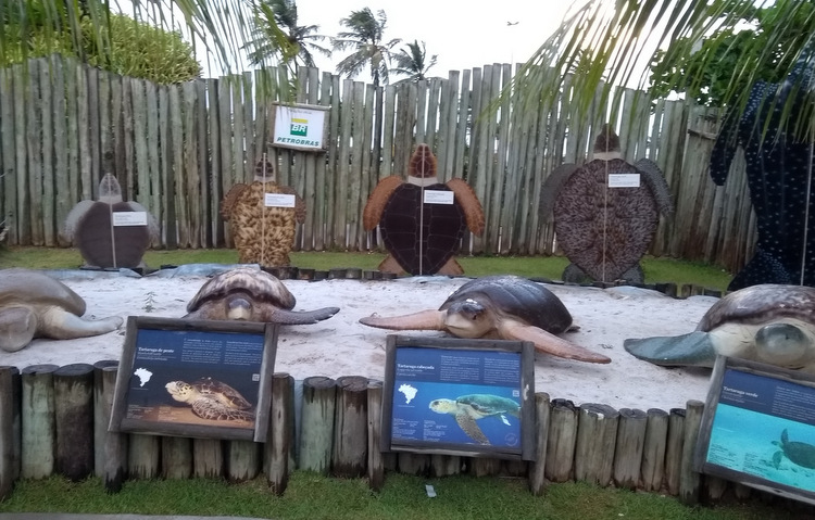 Imagine passar a mo na cabea de um tubaro lixa e ainda registrar a cena. No oceanrio do Projeto Tamar isso  possvel, com a orientao de um monitor,  claro (Cludia Eloi / DP)