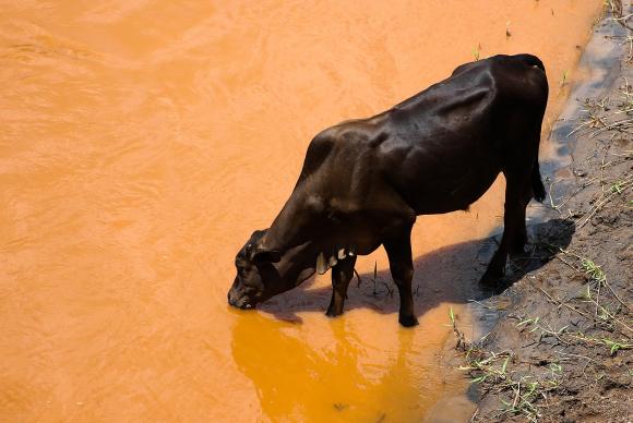 Ao longo do Rio Gualaxo do Norte,  possvel ver o gado consumindo a gua, ainda de cor caramelo. Foto: Jos Cruz/Agncia Brasil