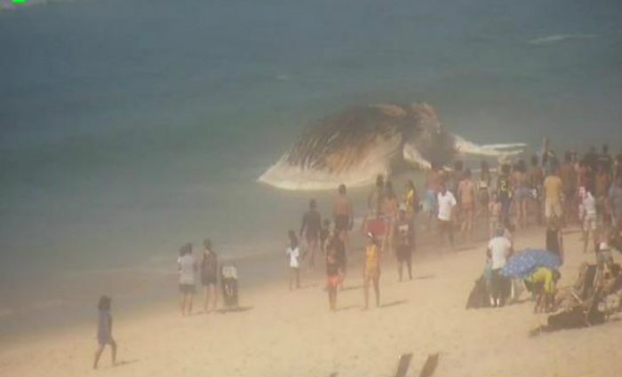 Os frequentadores da Praia do Arpoador, em Ipanema, na zona sul do Rio, foram surpreendidos esta manh com uma baleia morta, encalhada. Foto: Divulgao/Centro de Operaes Prefeitura do Rio de Janeiro (Foto: Divulgao/Centro de Operaes Prefeitura do Rio de Janeiro)