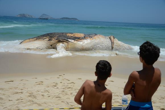 Baleia morta encalha na Praia do Arpoador, em Ipanema, na zona sul do Rio. Foto:Tomaz Silva/Agncia Brasil