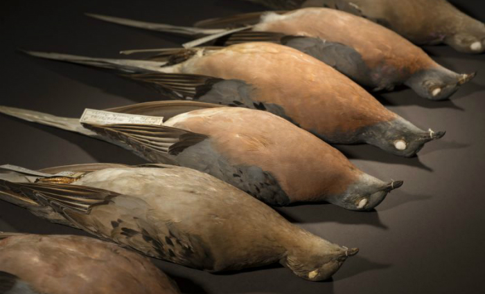 Espécimes de pombo passageiro: pesquisadores estudaram o DNA de animais pertencentes a museus. Foto: Rene O'Connell/Divulgação Espécimes de pombo passageiro: pesquisadores estudaram o DNA de animais pertencentes a museus. Foto: Rene O'Connell/Divulgação