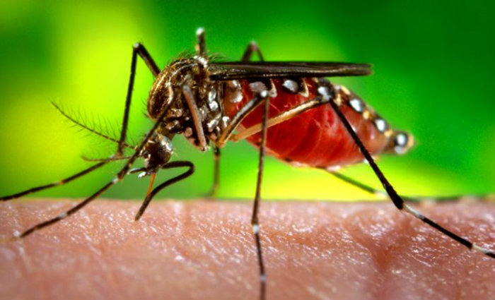 Mosquito Aedes aegypti transmite tanto a dengue quanto a Zika e a Chikungunya. Foto: Andr Borges/Agncia Brasil