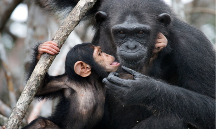 Filhote de chimpanzé dá risada pela primeira vez em vídeo; assista