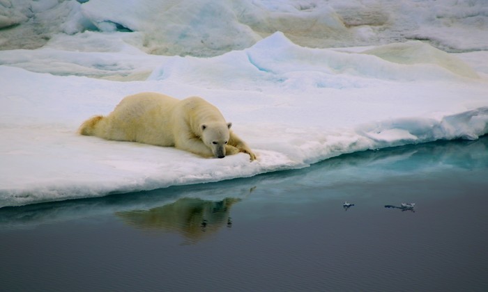 A imagem de um urso polar venceu na categoria "Comportamento". Foto: Antonia Doncila/Divulgao
