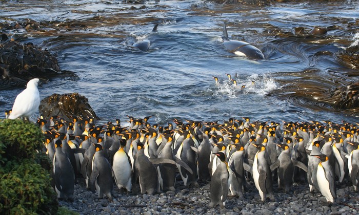 O clique de Pinguins-Rei na Ilha de Marion foi considerado vencedor na categoria "Ecologia". Foto: NICO DE BRUYN/Divulgao