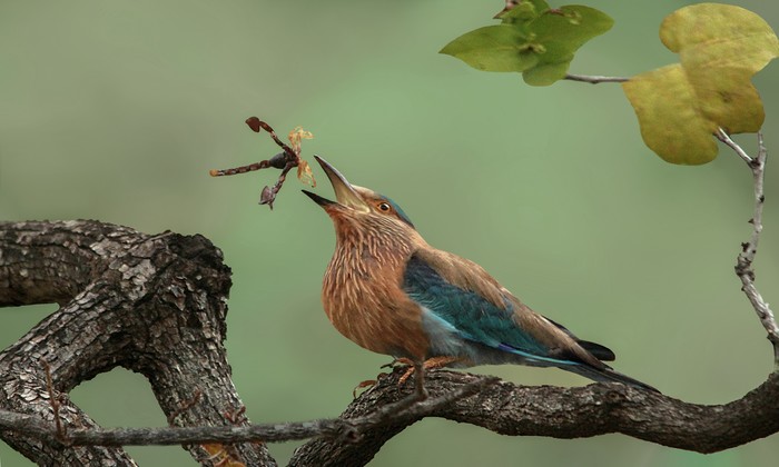 O flagrante da natureza recebeu uma menção honrosa na competição. Foto: Susmita Datta/Divulgação O flagrante da natureza recebeu uma menção honrosa na competição. Foto: Susmita Datta/Divulgação