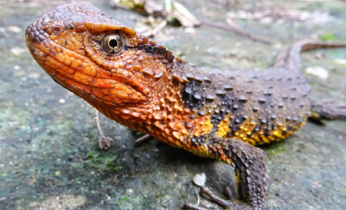 Crocodilo-lagarto . Foto: AFP PHOTO WWF Thomas Ziegler