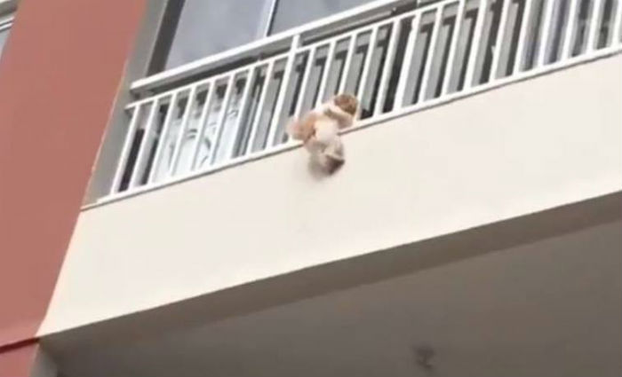 Cadela cai de varanda e  salva por moradores. Foto: Reproduo/ Facebook