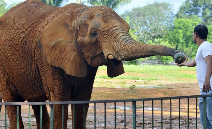 O elefante Babu deixou de luto veterinrios, cuidadores e a companheira, Belinha. As causas da morte do animal ainda so investigadas pelo Zoolgico de Braslia. Foto: Minervino Jr/CB (Foto: Minervino Jr/CB)