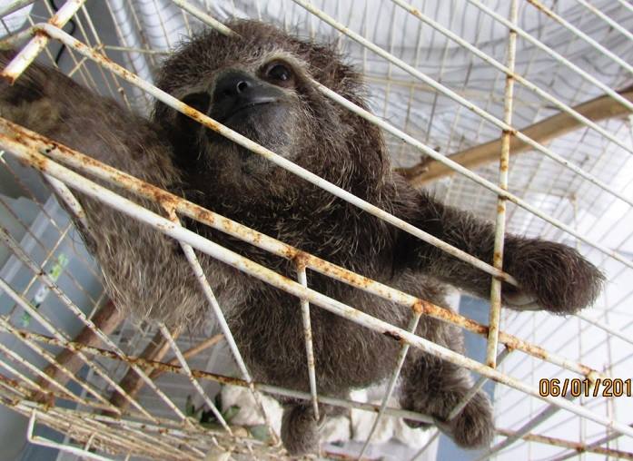 Me de filhote de preguia foi morta por um cachorro. Animal tambm foi resgatado. Foto: CPRH/Divulgao