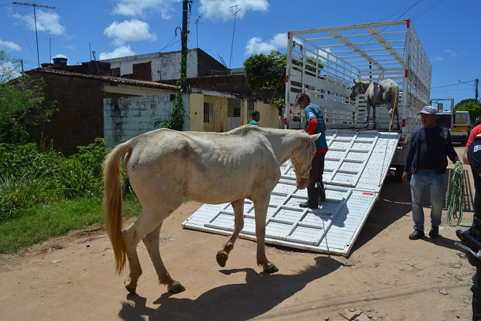 Donos tem quatro dias para resgatar os animais, caso contrrio, eles sero doados para moradores da zona rural. Foto: Secom Cabo/Divulgao (Donos tem quatro dias para resgatar os animais, caso contrrio, eles sero doados para moradores da zona rural. Foto: Secom Cabo/Divulgao)