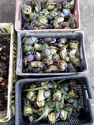No final de semana, foram apreendidas 187 guaiamuns e 112 caranguejos. Foto: CPRH/Divulgao (No final de semana, foram apreendidas 187 guaiamuns e 112 caranguejos. Foto: CPRH/Divulgao)