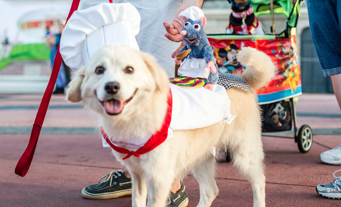 Foto: Melhor Amigo Dog/Divulgao (Foto: Melhor Amigo Dog/Divulgao)