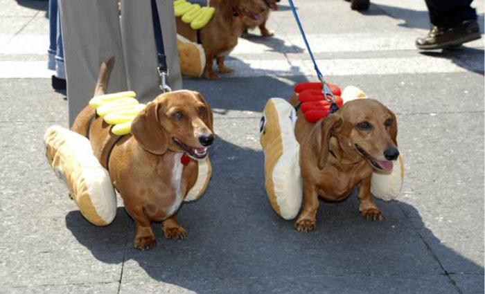 Foto: Melhor Amigo Dog/Divulgao (Foto: Melhor Amigo Dog/Divulgao)