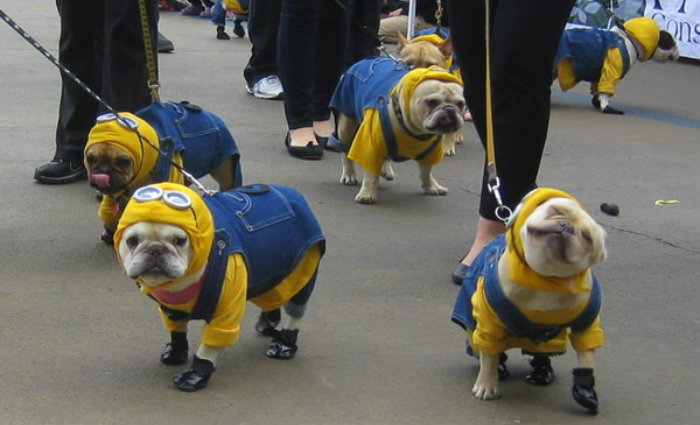 Foto: Melhor Amigo Dog/Divulgao (Foto: Melhor Amigo Dog/Divulgao)