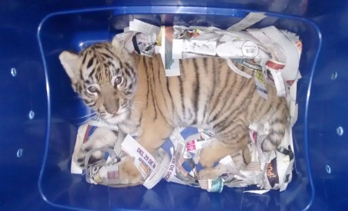 Filhote de tigre foi enviado pelo correio expresso no Mxico -
 Foto: Polica Federal de Mxico/Facebook
