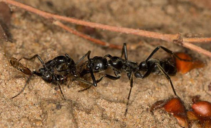 Formigas africanas feridas em guerra contra cupins, soltam feromnios solicitando ajuda de companheiras para receberem cuidados. Foto: AFP (Foto: AFP)