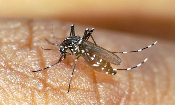 Tambm chamado de tigre asitico, o Aedes albopictus pode ser encontrado em estados das regies Norte, Sudeste e Centro-Oeste. Foto: Thierry Roux/AFP