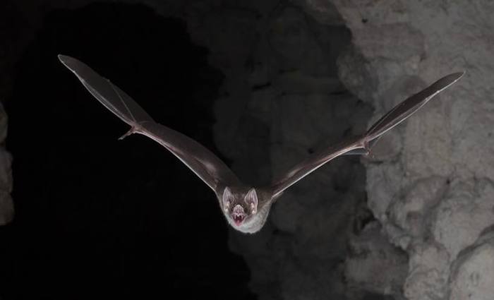 Com sua impressionante mandbula, seus dois grandes dentes incisivos, e gosto pelo sangue o morcego construiu uma reputao assustadora. Foto: Brock Fenton /Nature Publishing Group/AFP