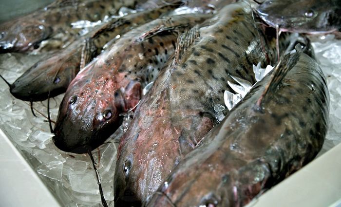 Qualidade do pescado tem aumentado a cada ano, diz o auditor Paulo Arajo. Foto: Arquivo/Agncia Brasil 