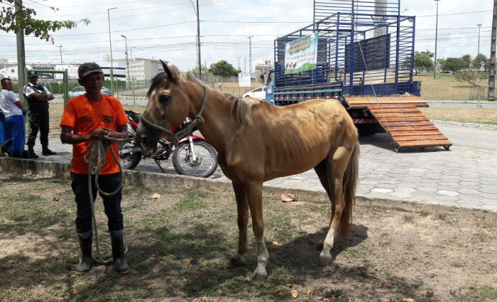 Em um ms, servio recolhe 43 animais das ruas de Olinda . Foto: Divulgao