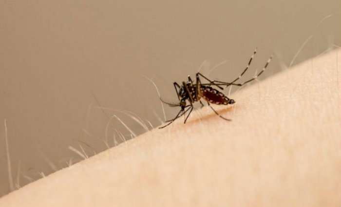 Mosquito Aedes aegypti  o transmissor da doena em reas urbanas. Foto: John Eisele/Colorado State University/Divulgacao (Foto: John Eisele/Colorado State University/Divulgacao)