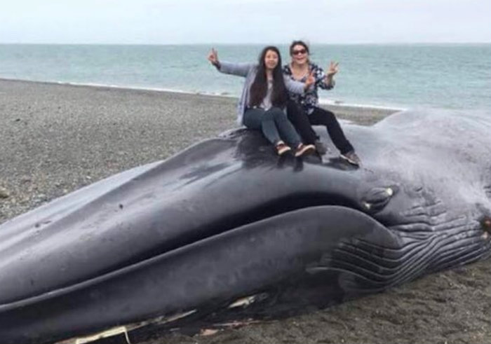 Duas mulheres subiram na baleia morta para tirar foto. Foto: Reproduo/Twitter (Foto: Reproduo/Twitter)