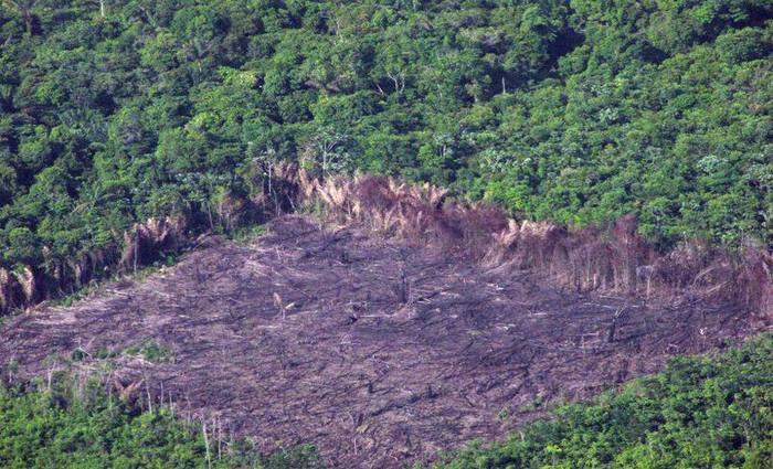 O Cdigo Florestal, que dispe sobre a preservao e a explorao ambientais, foi alterado em 2012. Foto: tore Medeiros/CB/D.A Press