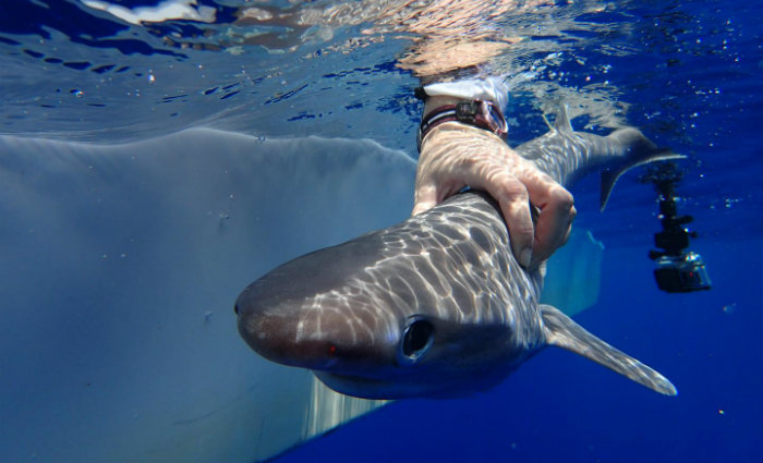Diante da descoberta, identificou-se que há ainda duas espécies bem semelhantes. Foto: MarAlliance/Facebook (Foto: MarAlliance/Facebook) Diante da descoberta, identificou-se que há ainda duas espécies bem semelhantes. Foto: MarAlliance/Facebook (Foto: MarAlliance/Facebook)