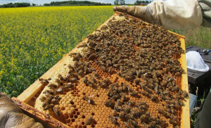 A apiterapia, que busca a cura por meio de produtos vindos das abelhas, est entre as prticas includas. Foto: Maj Rundlf/Divulgao  (Foto: Maj Rundlf/Divulgao )