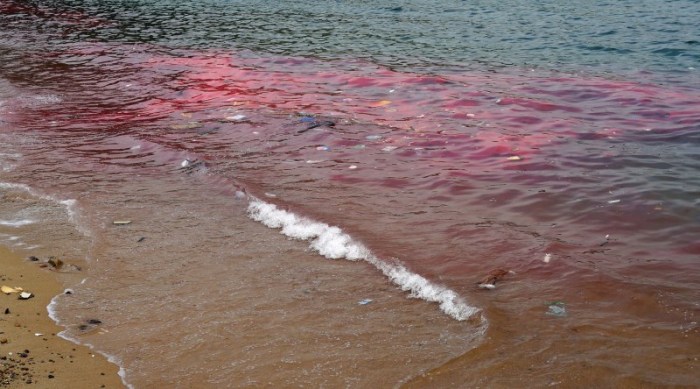 Fenmeno mar vermelha  causado pelo crescimento excessivo de algas microscpicas presentes no plncton marinho. Foto: Jaime Loyd/Flickr 