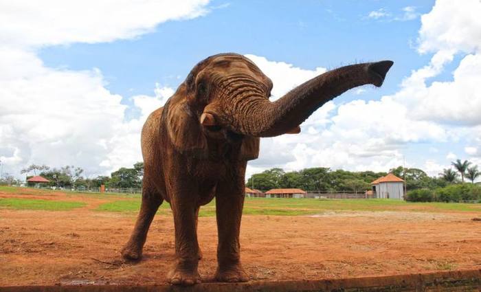 Ao foi ajuizada aps suspeita de envenenamento do elefante Babu
 (foto: Jardim Zoolgico de Braslia/Divulgao)