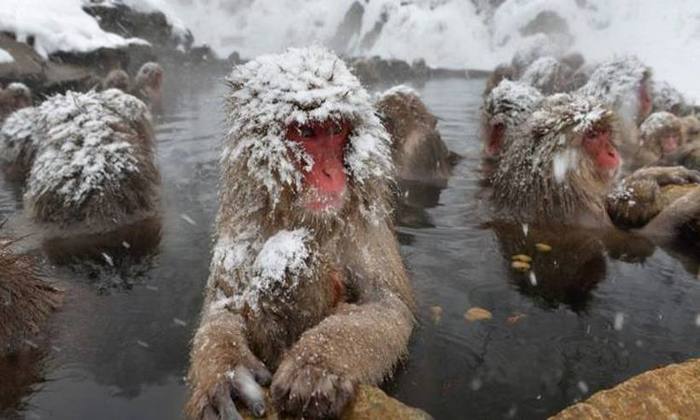 Os macacos durante seus banhos e recolheram seus excrementos para medir a presena de glicocorticoide. Foto: Kazuhiro Nogi/AFP