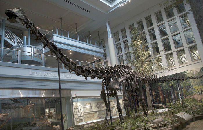 Esqueletos como o do Diplodocus chegam a custar equivalente a R$ 2 milhes quando leiloados
Foto: ScottRobertAnselmo / Creative Commons