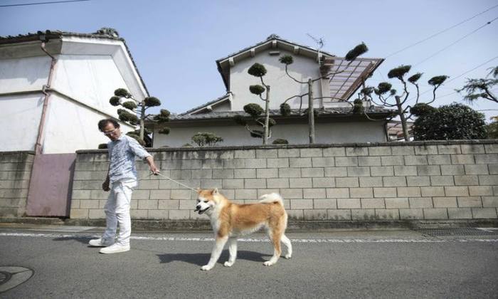 Criador Osamu Yamaguchi passeia com um de seus ces. Foto: Behrouz Mehri/AFP 