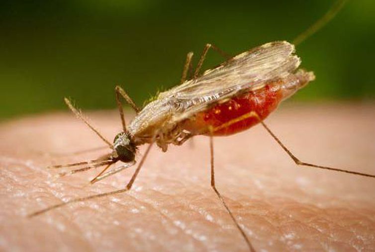 Vinte e quatro pessoas morreram na Amaznia em 2017 aps contrair malria. Foto: Portal Biologia/Divulgao