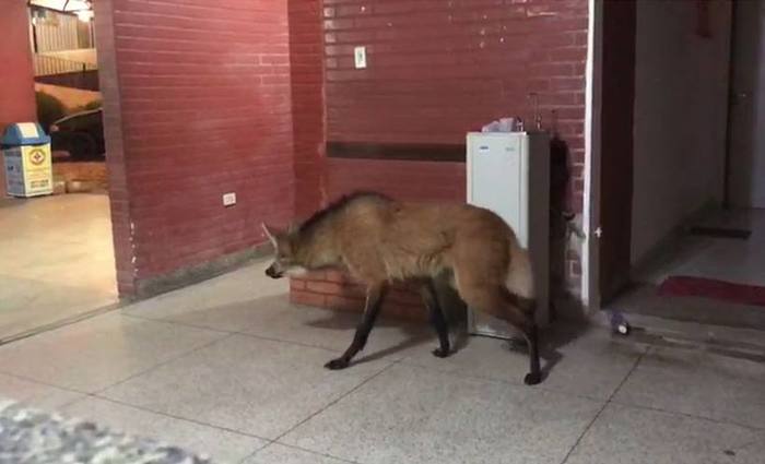 O lobo-guar  encontrado do Sul da Amaznia ao Uruguai. Foto: Reproduo/YouTube