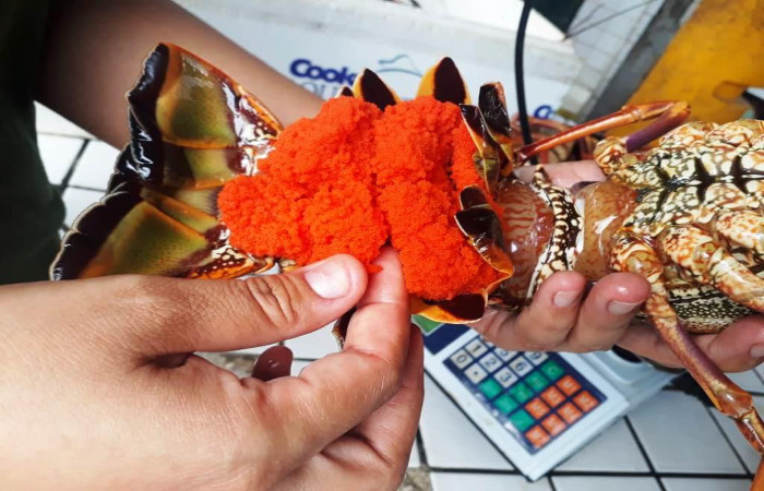 Duas das lagostas encontradas, congeladas, estavam ovadas. Foto: CPRH/Divulgao