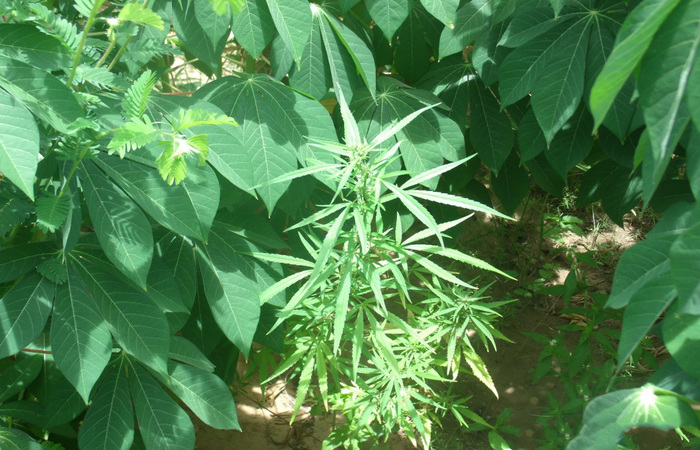 Cultivo da planta pode ser regulamentada para pesquisa e uso medicinal. Foto: PF/Divulgao