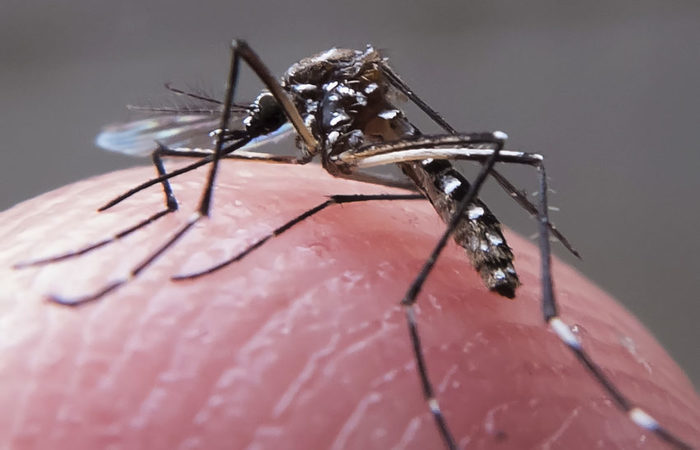 Tecnologia NIRS mostrou efetividade entre 94% e 99% na identificao de mosquitos infectados. Foto: Rafael Neddermeyer / Fotos Pblicas
