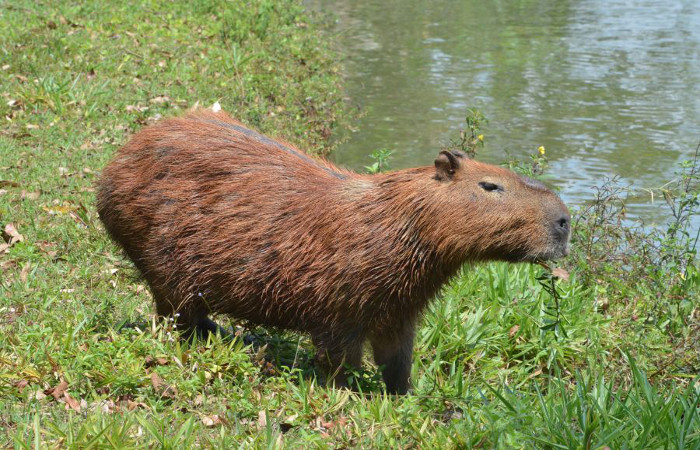 Americana  banhada por rios e represas com abundncia de capivaras, o maior roedor do mundo. Foto: Antnio Cruz/Agncia Brasil