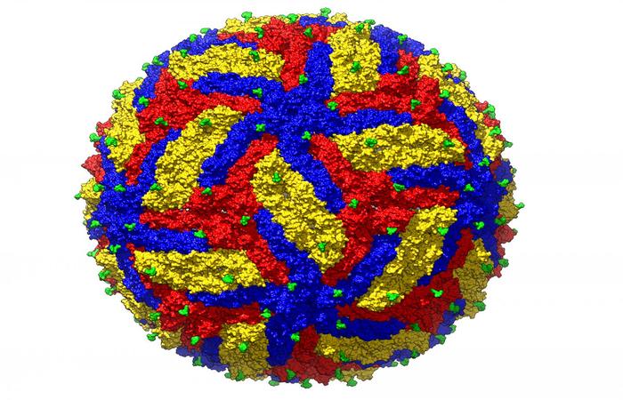 Imagem tridimensional do vrus da zika;  o maior zoom j feito nesse tipo de vrus (Foto: Universidade de Purdue)