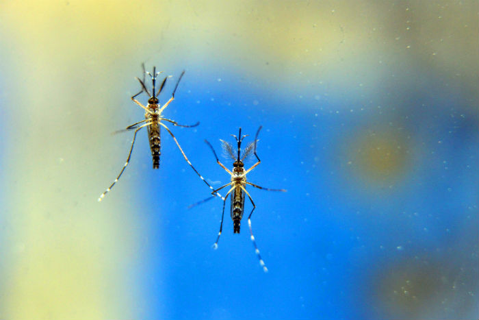 Foram notificados 13.006 casos de dengue no estado, dos quais 2.786 esto confirmados. Foto: Alexandre Carvalho/Divulgao.