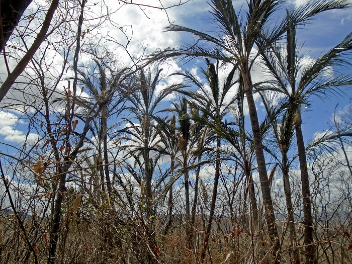 Imagens da diversidade ecolgica da fauna e da flora da caatinga integram a exposio Olhares da Mata. Foto: Mirelly Ferreira/Divulgao