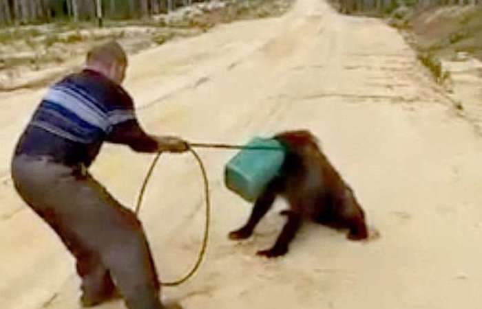 As autoridades de Yakutia foram acionadas para dar proseguimento s buscas pelo urso. Foto: Reproduo/Vdeo 