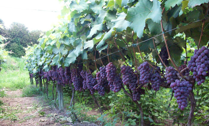 Produtos do Vale do São Francisco buscam evolução na qualidade da uva |  Economia: Diario de Pernambuco