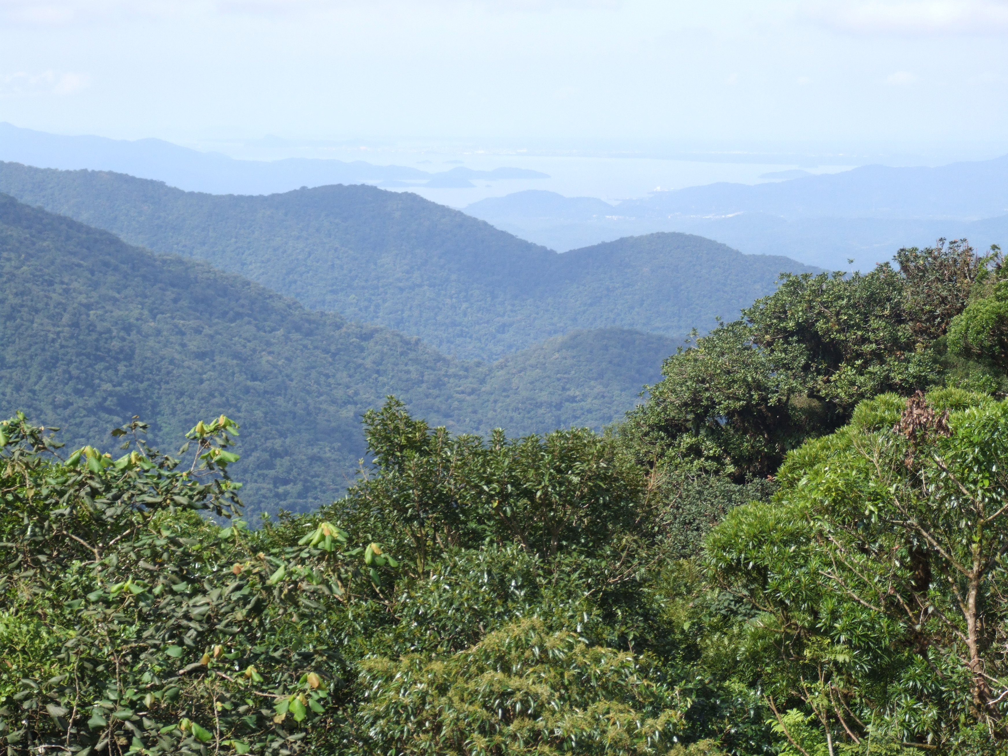 O bioma da Mata Atlntica est presente em 17 Estados brasileiros e cobre cerca de 13% do territrio nacional. Foto: Reproduo / Wikipedia