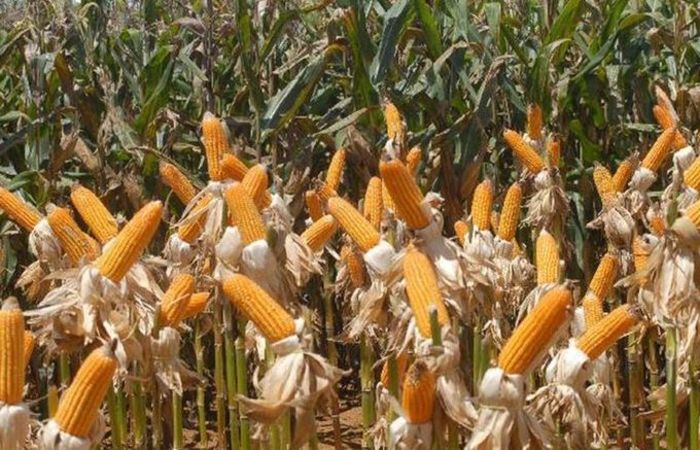 A rea plantada do milho cresceu 10,4%,  o que elevou a produo em 52,3%, alcanado safra recorde de 97,7 milhes de toneladas. Foto: Elza Fiza/Agncia Brasil