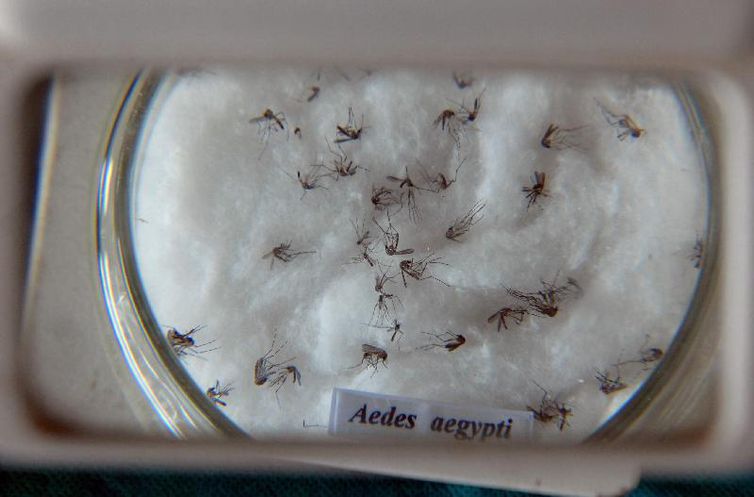 Mosquito da dengue, Aedes aegypti - Arquivo/Agncia Brasil